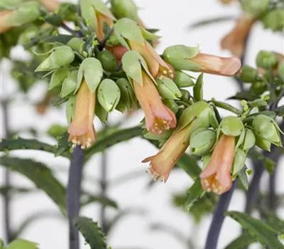Kalanchoe blossfeldiana 'Lucky Bells'  Kalanchoe blossfeldiana 'Lucky Bells'