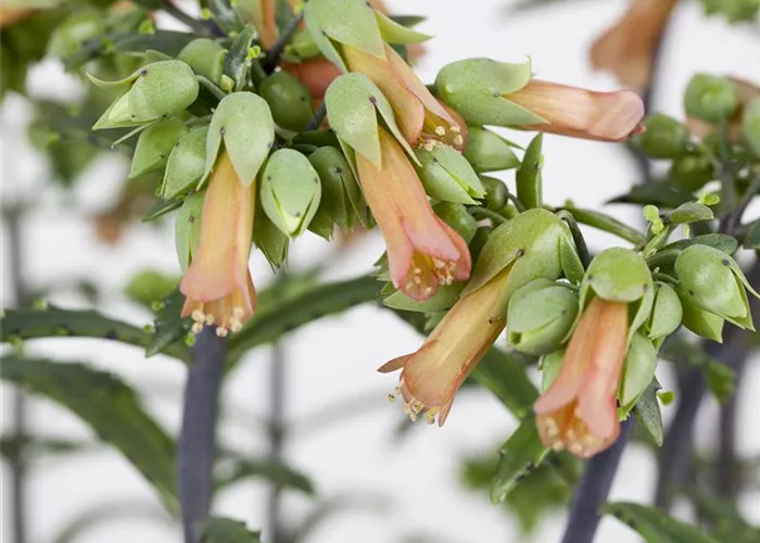 Kalanchoe blossfeldiana 'Lucky Bells' 