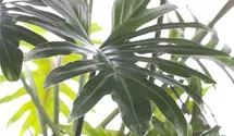Philodendron xanadu
