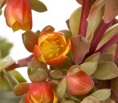Kalanchoe blossfeldiana 'Mirabella'  Kalanchoe blossfeldiana 'Mirabella'