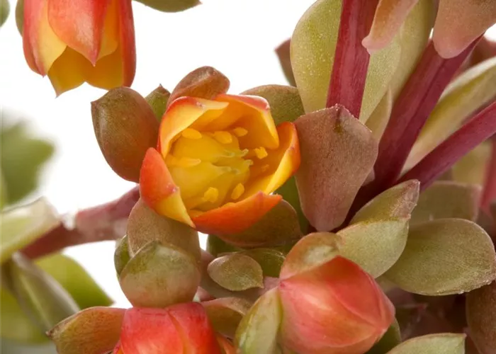 Kalanchoe blossfeldiana 'Mirabella' 