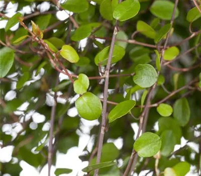 Muehlenbeckia complexa