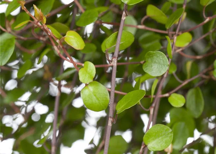 Muehlenbeckia complexa