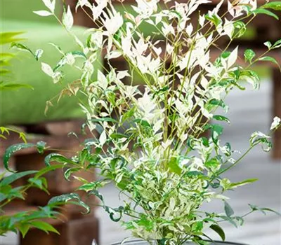 Nandina domestica 'Twilight'