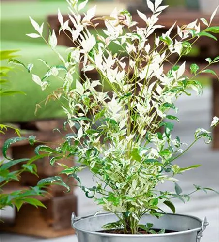 Nandina domestica 'Twilight'