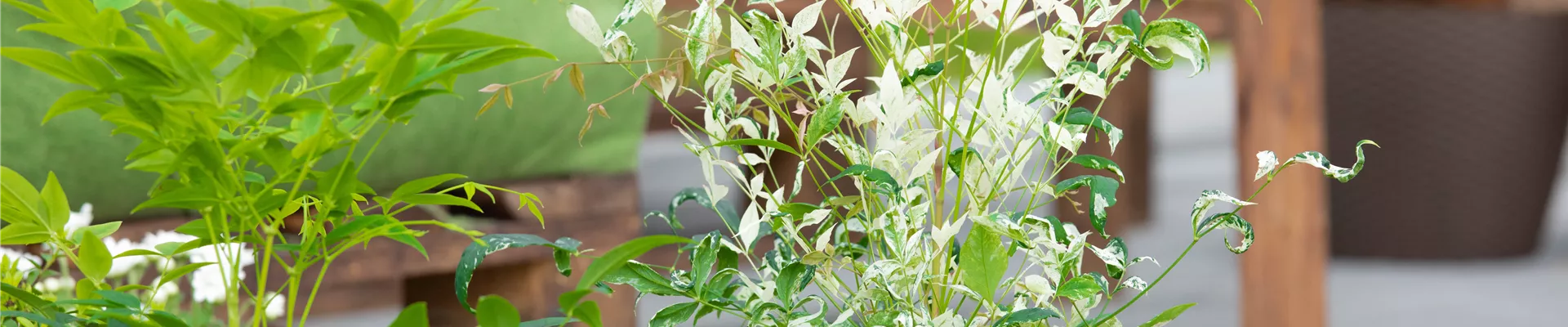 Nandina domestica 'Twilight' Nandina domestica 'Twilight'