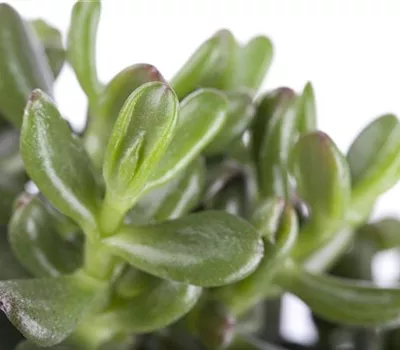 Crassula ovata 'Gollum'  Crassula ovata 'Gollum'