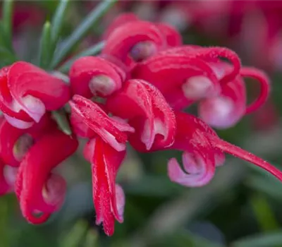 Grevillea robusta