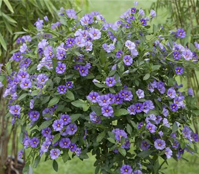 Solanum rantonnetii blau, Stamm