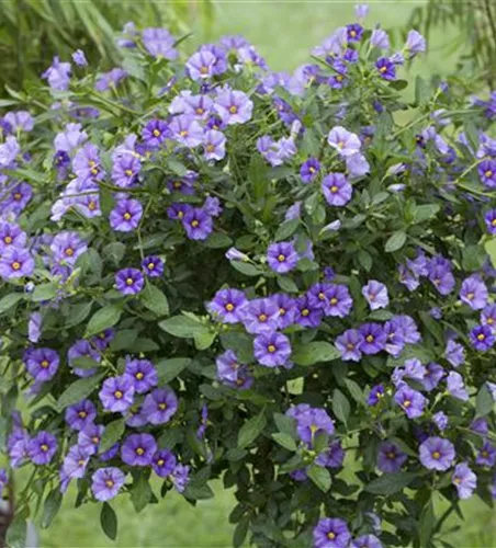Solanum rantonnetii blau, Stamm