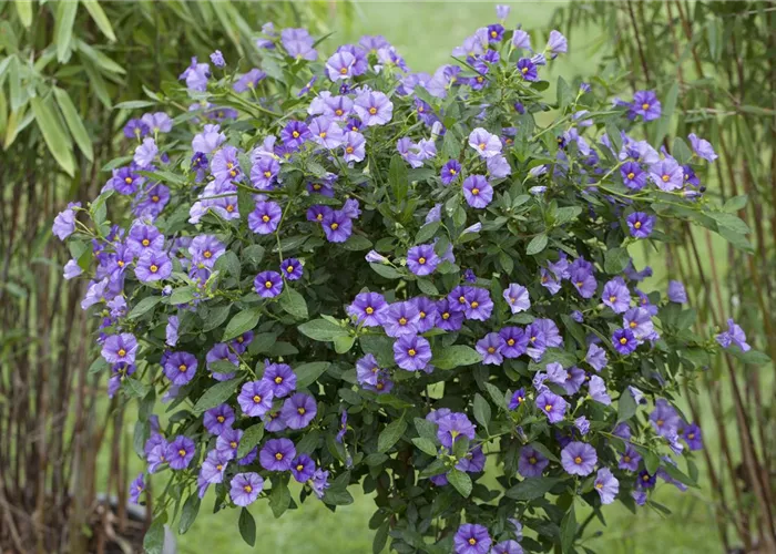 Solanum rantonnetii blau, Stamm