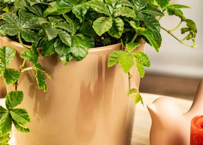 Parthenocissus henryana Parthenocissus henryana