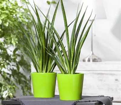 Sansevieria cylindrica Sansevieria cylindrica