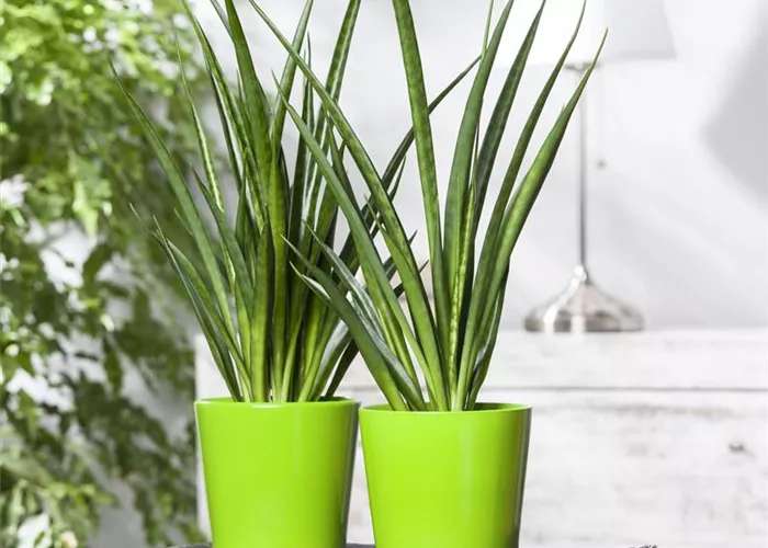 Sansevieria cylindrica Sansevieria cylindrica