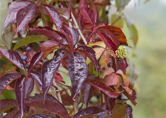 Parthenocissus quinquefolia Parthenocissus quinquefolia