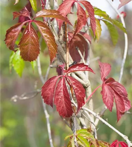Parthenocissus quinquefolia 'Engelmannii
