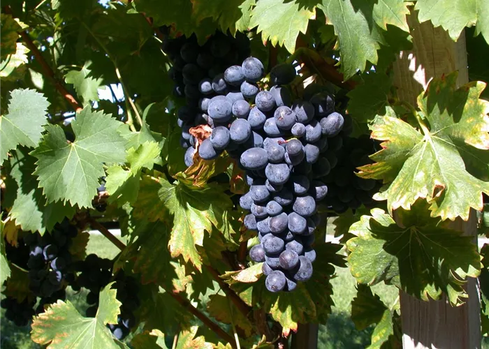 Vitis vinifera 'Attika'