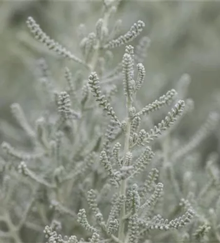 Santolina chamaecyparissus