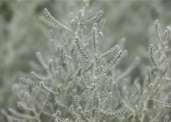 Santolina chamaecyparissus Santolina chamaecyparissus