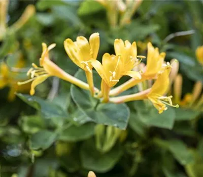 Lonicera heckrottii