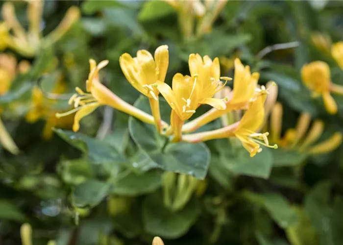 Lonicera heckrottii Lonicera heckrottii