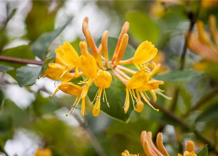 Lonicera tellmanniana Lonicera tellmanniana