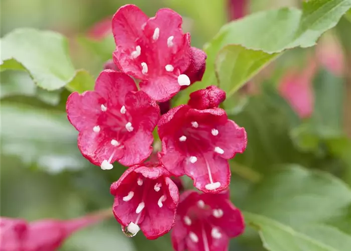 Weigela 'Red Prince'