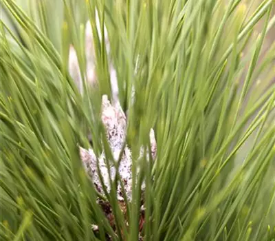 Pinus nigra 'Green Tower®'