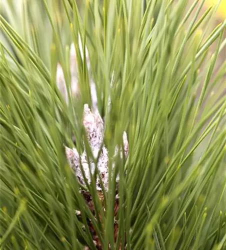 Pinus nigra 'Green Tower®'