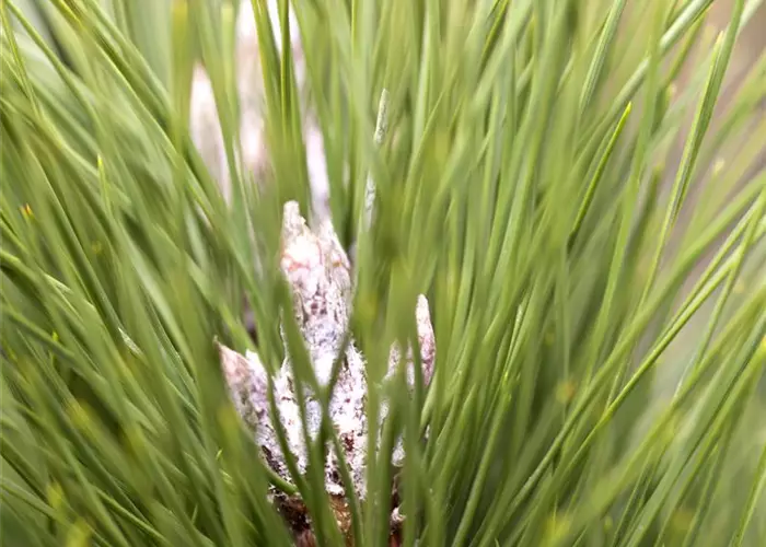 Pinus nigra 'Green Tower®'