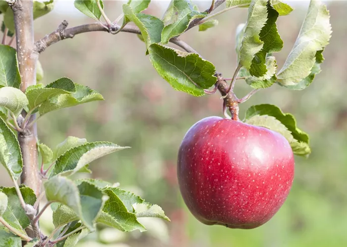 Malus domestica 'Galiwa'®  Malus domestica 'Galiwa'®