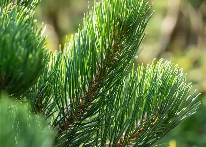 Pinus nigra 'Oregon Green'