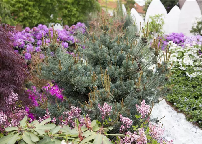 Pinus parviflora 'Negishi' 