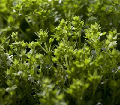 Ocimum basilicum