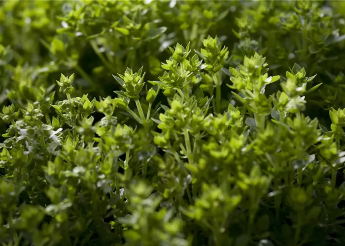 Ocimum basilicum
