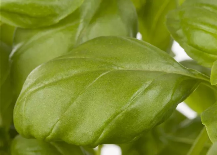 Ocimum basilicum 'Genoveser'  Ocimum basilicum 'Genoveser'