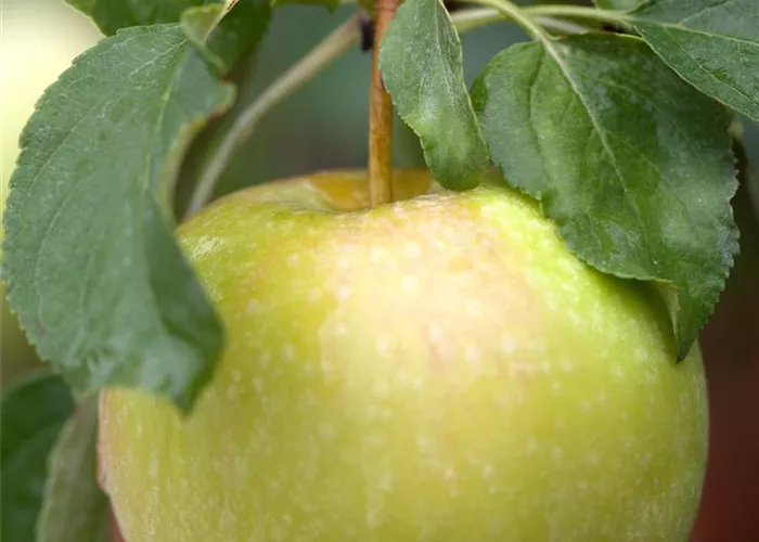 Malus domestica 'Pinova'(s) Malus domestica 'Pinova'(s)