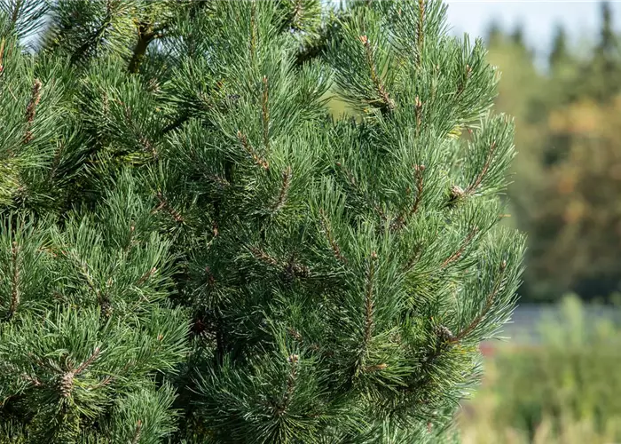 Pinus sylvestris 'Fastigiata'