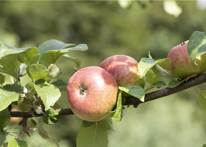 Malus domestica 'Roter James Grieve'