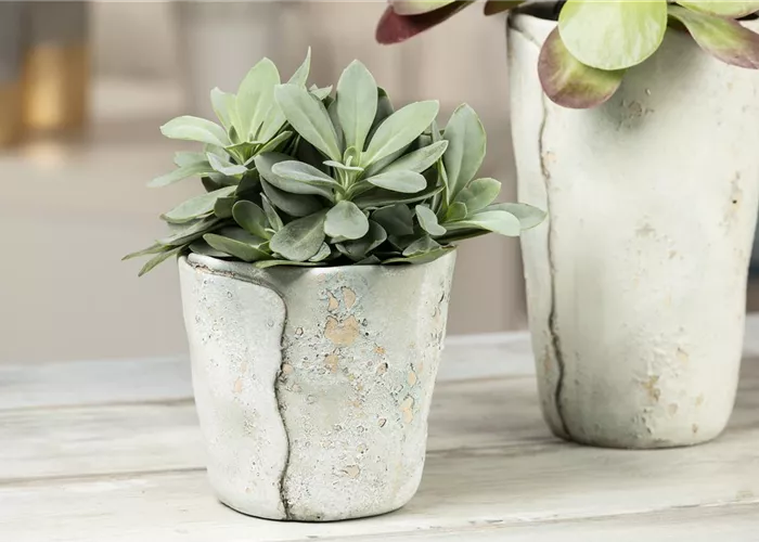 Senecio cephalophorus 'Mountain Fire' Senecio cephalophorus 'Mountain Fire'