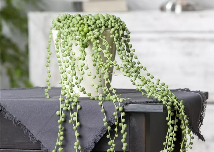 Senecio rowleyanus Senecio rowleyanus