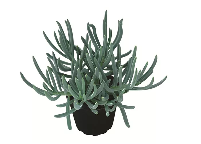 Senecio scaposus Senecio scaposus