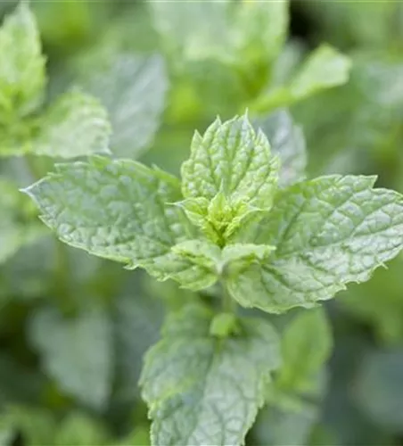 Mentha spicata 'Maroccan' Mentha spicata 'Maroccan'