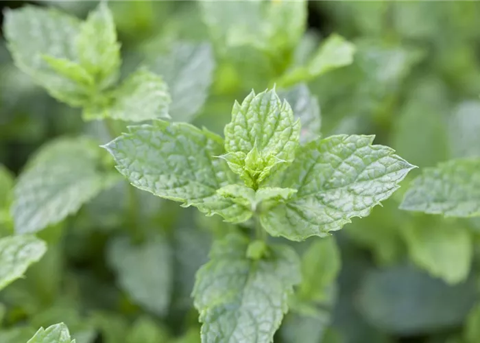 Mentha spicata 'Maroccan' Mentha spicata 'Maroccan'