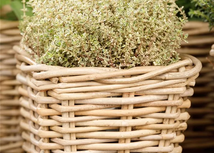 Thymus x citriodorus 'Aureus'