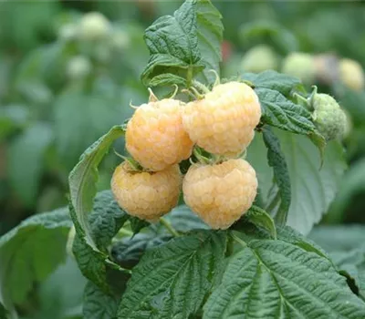 Rubus idaeus 'Golden Everest' Rubus idaeus 'Golden Everest'