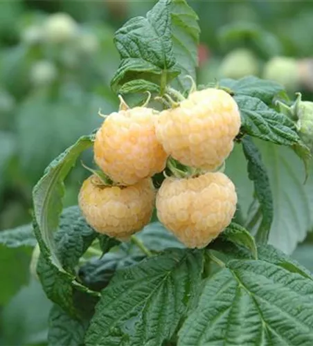 Rubus idaeus 'Golden Everest'