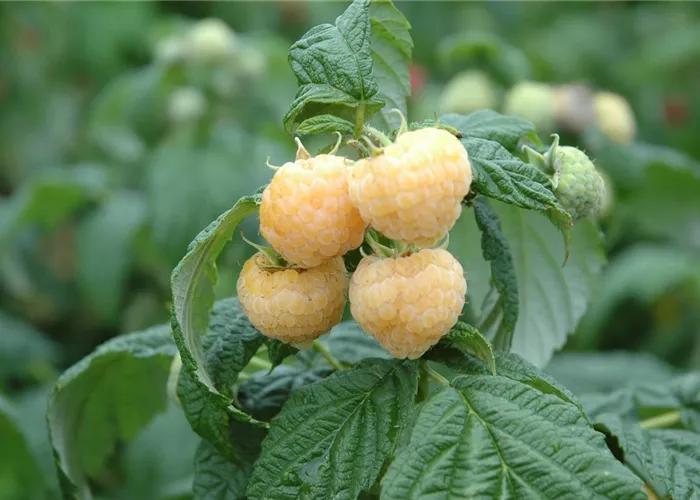 Rubus idaeus 'Golden Everest' Rubus idaeus 'Golden Everest'