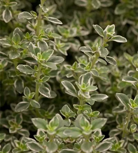 Thymus x citriodorus 'Foxley'