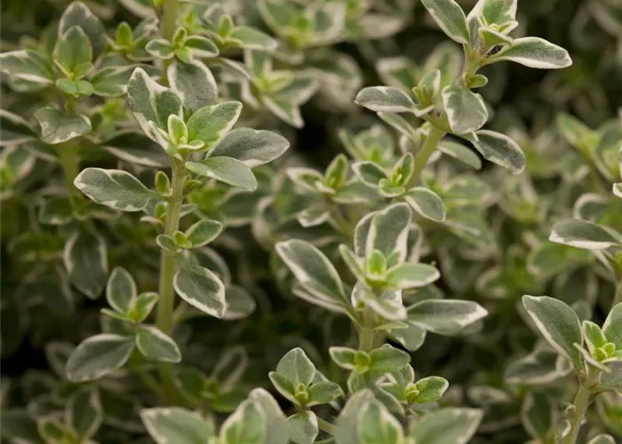 Thymus x citriodorus 'Foxley' Thymus x citriodorus 'Foxley'